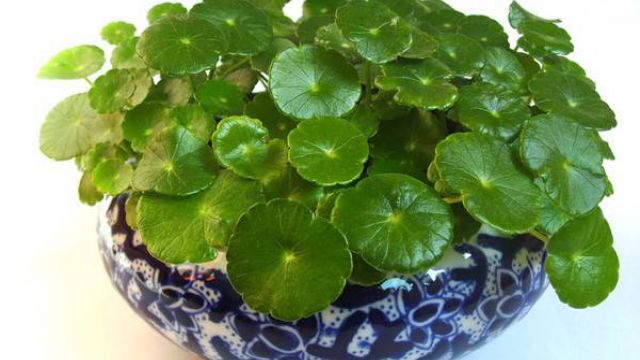 铜钱草焉了怎么回事 铜钱草焉了怎么回事
