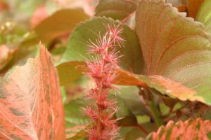 红桑的养殖方法和注意事项