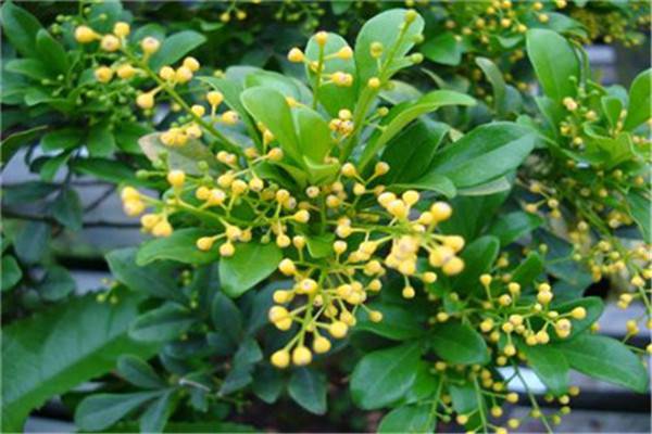 米兰花有毒吗 米兰花有毒吗