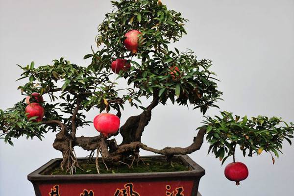 让人口水直流的观果盆栽,别说你不馋 让人口水直流的观果盆栽,别说你不馋