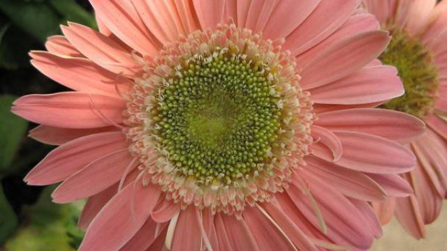 非洲菊的花语和文化传说 非洲菊的花语和文化传说