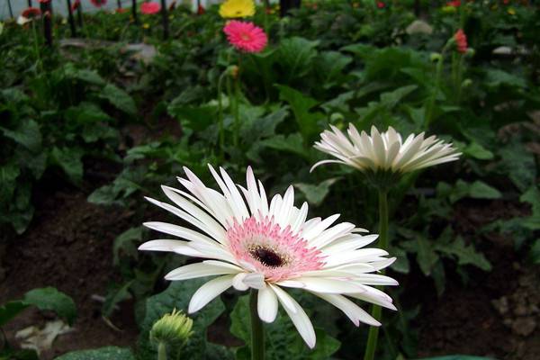 非洲菊的病虫害及其防治 非洲菊的病虫害及其防治