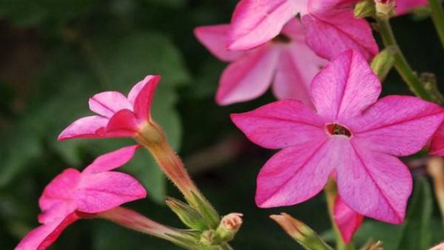 花烟草的养殖方法 花烟草的养殖方法