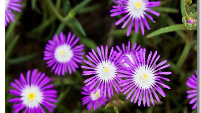 露子花的养殖方法 露子花的养殖方法