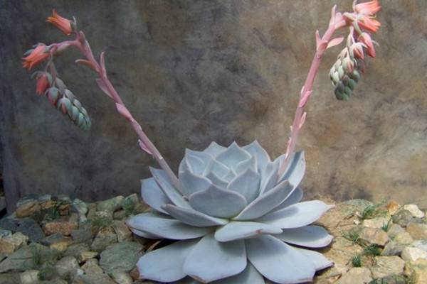 丽娜莲什么时候开花 丽娜莲什么时候开花