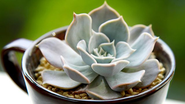 丽娜莲的砍头繁殖 丽娜莲的砍头繁殖