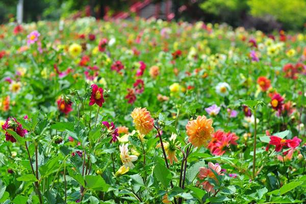 小丽花开花及其管理 小丽花开花及其管理