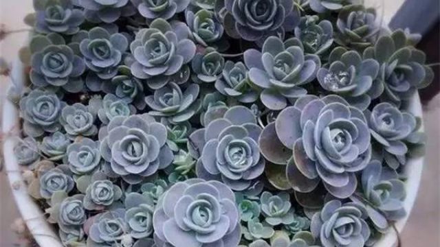 多肉植物如何爆盆 多肉植物如何爆盆