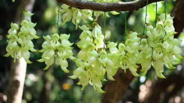 禾雀花的花语及传说 禾雀花的花语及传说
