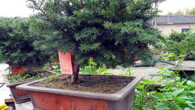 红豆杉盆景怎么修剪 红豆杉盆景怎么修剪