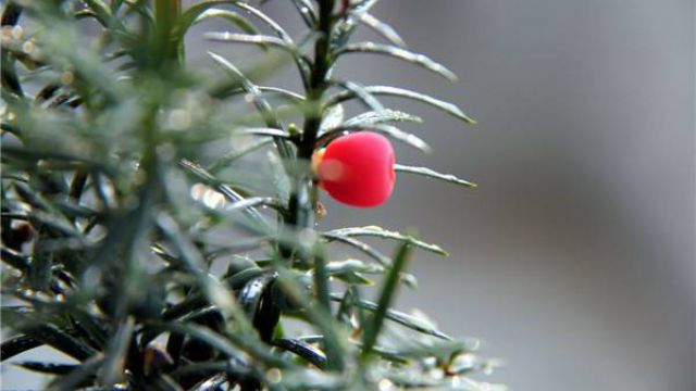 红豆杉怎么施肥 红豆杉怎么施肥