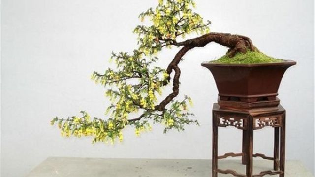 金雀花盆景的制作方法 金雀花盆景的制作方法