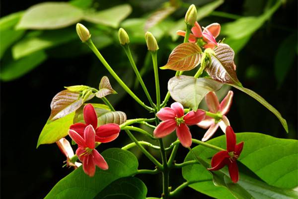 使君子的花语和文化传说 使君子的花语和文化传说