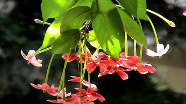 使君子什么时候开花 使君子什么时候开花