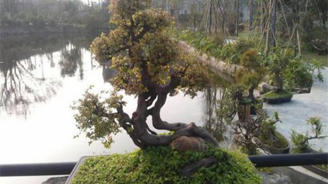 雀梅盆景怎么养 雀梅盆景怎么养