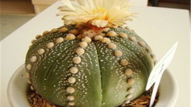 多肉植物星兜怎么养 多肉植物星兜怎么养