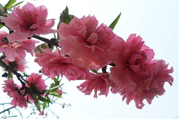 怎么让碧桃提早开花 怎么让碧桃提早开花