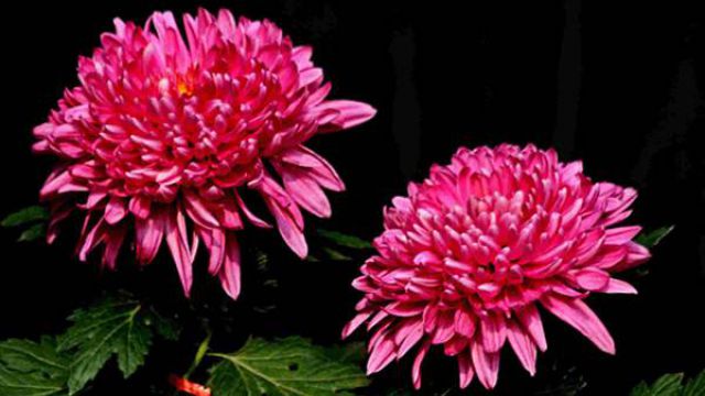 菊花怎么嫁接 菊花怎么嫁接