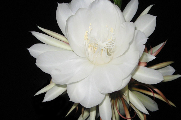 昙花为什么只能“一现” 昙花为什么只能“一现”