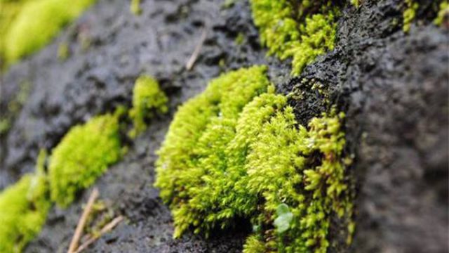 苔藓植物有什么作用 苔藓植物有什么作用