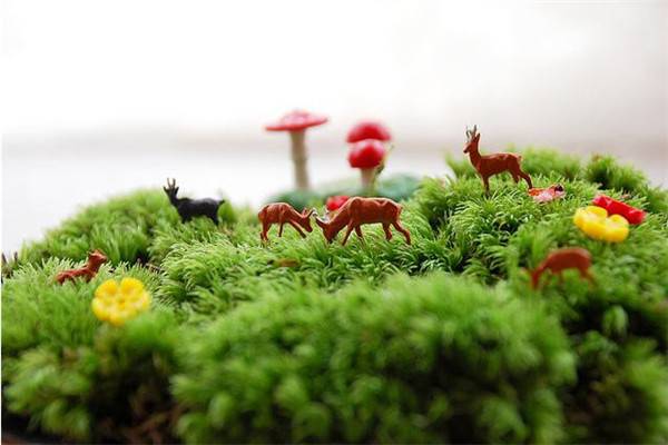 苔藓发黄怎么办 苔藓发黄怎么办