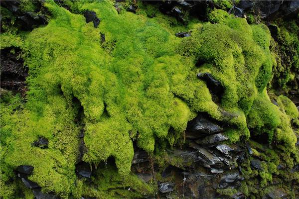 苔藓怎么种在石头上 苔藓怎么种在石头上