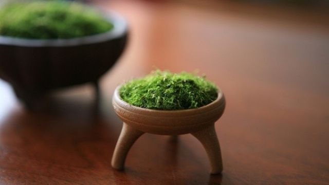 苔藓的养殖方法 苔藓的养殖方法