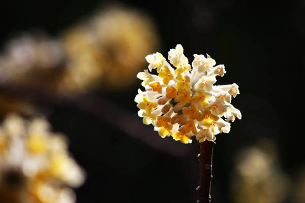 结香的花期 结香的花期