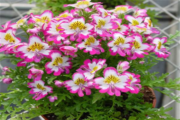 蛾蝶花冬天怎么养 蛾蝶花冬天怎么养