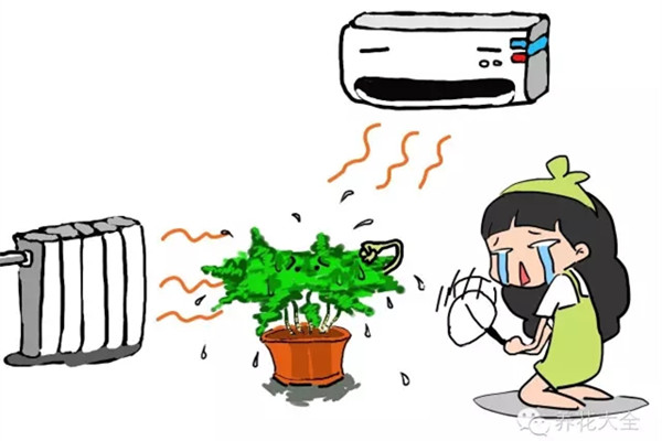 暖气空调房,再不喷水,这些植物就干死了 暖气空调房,再不喷水,这些植物就干死了