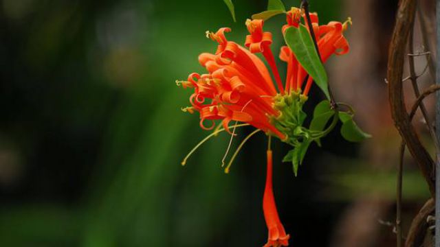 炮仗花可以家养吗 炮仗花可以家养吗
