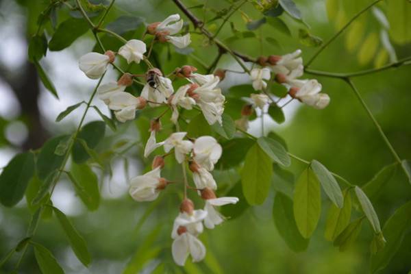 槐花有哪些品种 槐花有哪些品种