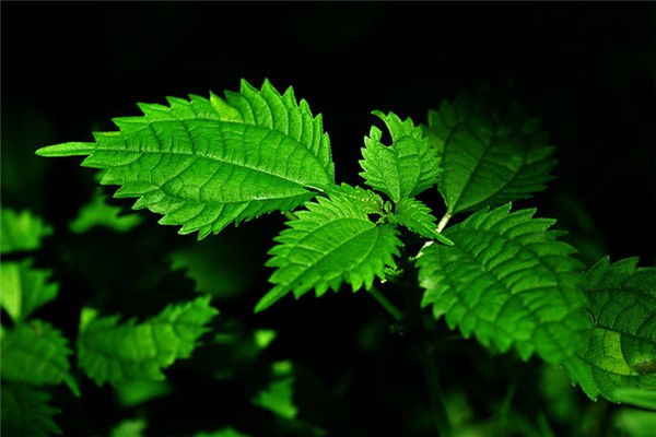 薄荷的分株和播种 薄荷的分株和播种