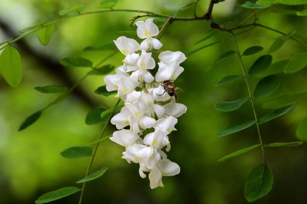 槐花怎么整枝 槐花怎么整枝