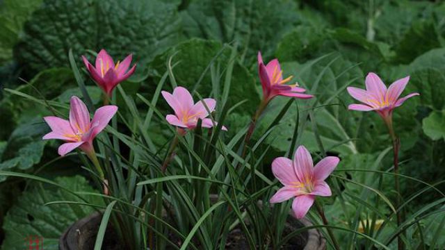 韭菜莲叶子耷拉图片