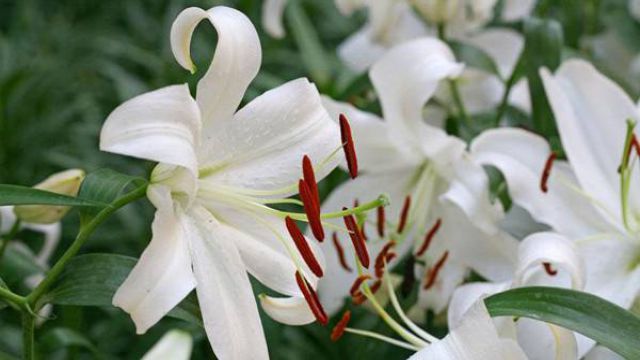 百合花怎么繁殖 百合花怎么繁殖
