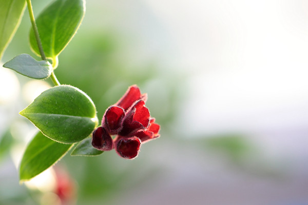 口红花有毒吗 口红花有毒吗