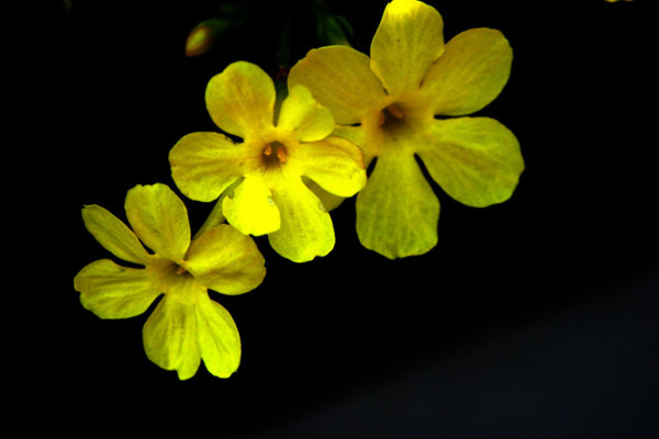 迎春花花语和文化传说 迎春花花语和文化传说