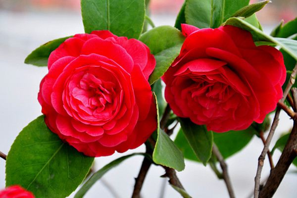 茶花怎么嫁接 茶花怎么嫁接