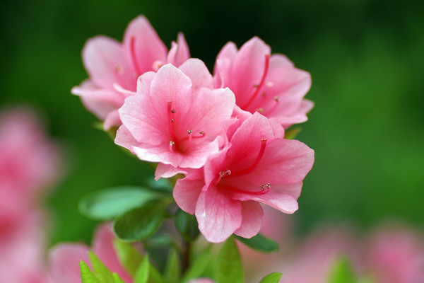 杜鹃花的花语和传说 杜鹃花的花语和传说