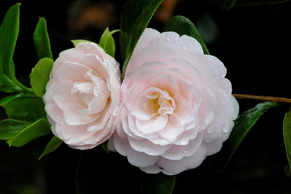 茶花冬天怎么养 茶花冬天怎么养