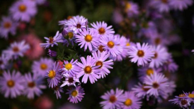 荷兰菊和紫菀有什么区别- 花百科