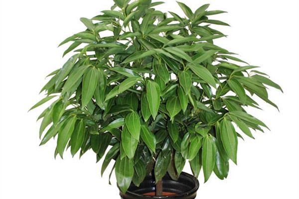 平安树开花吗 平安树开花吗