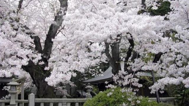 樱花有哪些常见品种 樱花有哪些常见品种
