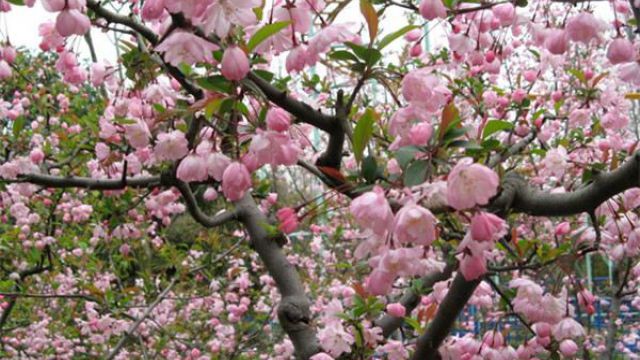 樱花怎么嫁接 樱花怎么嫁接