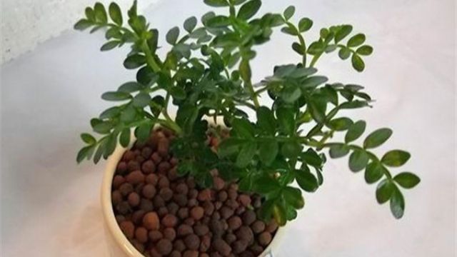 清香木盆景制作及养护 清香木盆景制作及养护