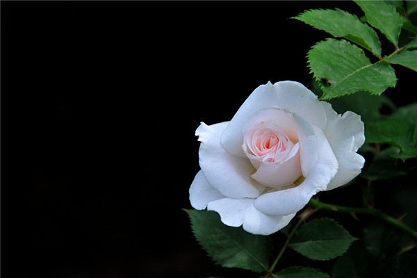 月季花的病害及其防治 月季花的病害及其防治