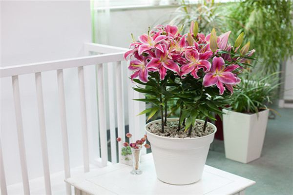 百合花的矮化方法 百合花的矮化方法