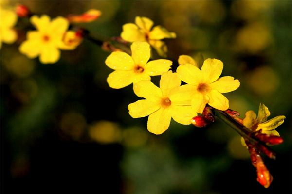 迎春花的功效和作用- 花百科