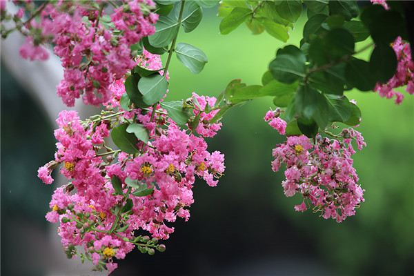 紫薇花的常见虫害及防治方法 紫薇花的常见虫害及防治方法
